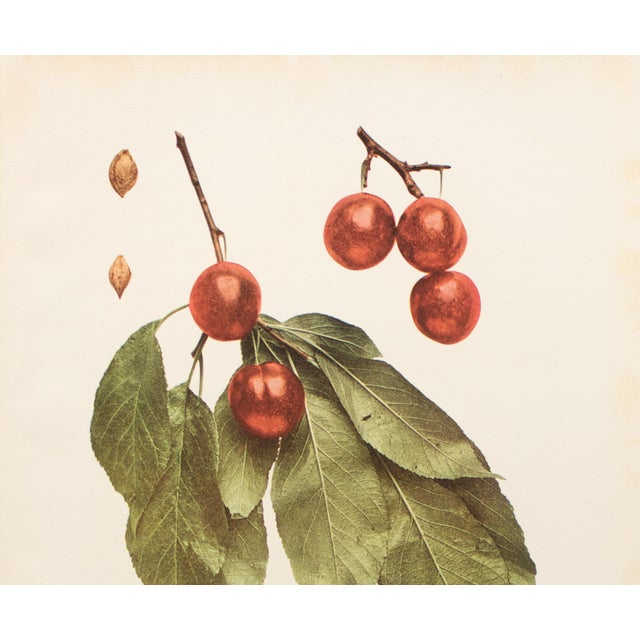 Farmhouse 1900s U. P. Hedrick, Original Antique Photogravure of Wayland Plums For Sale - Image 3 of 7