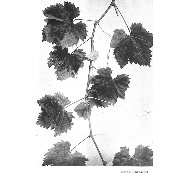 1940s "Grapes and Vines: From Home Vineyards" 1945 Hedrick, U. P. For Sale - Image 5 of 9