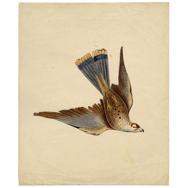 Indian Company School Artist, Indian Bird, 18th Century, Watercolor, Set of 8 For Sale - Image 15 of 18