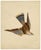 Indian Company School Artist, Indian Bird, 18th Century, Watercolor, Set of 8 For Sale - Image 15 of 18