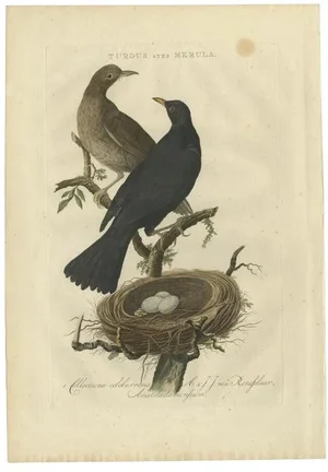 Sepp & Nozeman, Bird Illustration of the Common Blackbird, 1770, Print