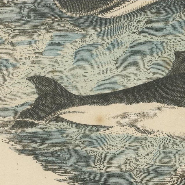 Carl Friedrich August, Sperm Whale with Porpoise and Seals, Kolb Mammals, 1890, Print For Sale - Image 6 of 12
