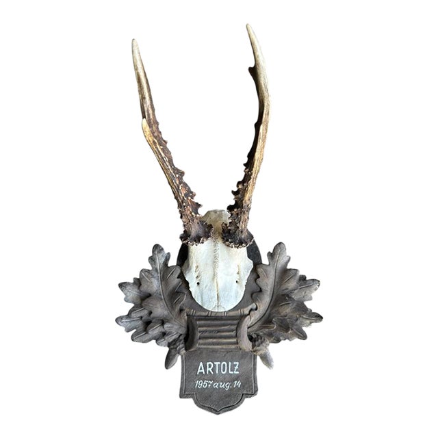 1950s Roe Deer Trophy 14 Black Forest Antlers Taxidermy For Sale