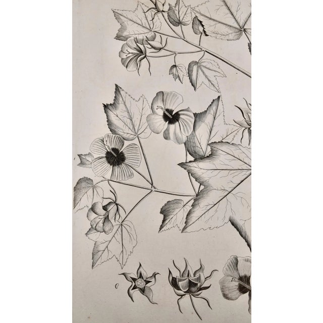 17th Century "Katu-Belluren": A 17th Century Botanical Engraving by Hendrik Van Rheede, 1686 For Sale - Image 5 of 8