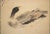 "Duck", Showa Era Japanese Monochrome Watercolor Scroll Painting For Sale - Image 4 of 14
