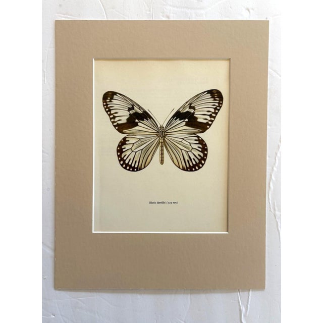 Realism Vintage 1965 Butterfly Print in 11x14 Mat: Hestia Durvillei (Boisduval), EUC For Sale - Image 3 of 3