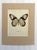Realism Vintage 1965 Butterfly Print in 11x14 Mat: Hestia Durvillei (Boisduval), EUC For Sale - Image 3 of 3