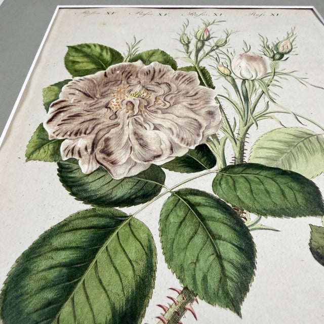 Paper Hand-Colored Rose Engraving, 1805 | Bertuch Antique Botanical Print For Sale - Image 7 of 7