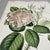 Paper Hand-Colored Rose Engraving, 1805 | Bertuch Antique Botanical Print For Sale - Image 7 of 7