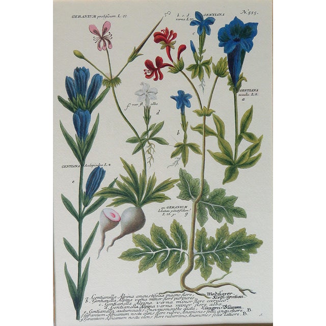 Trowbridge Gallery Art Frames With Botanical Prints a Pair Chairish