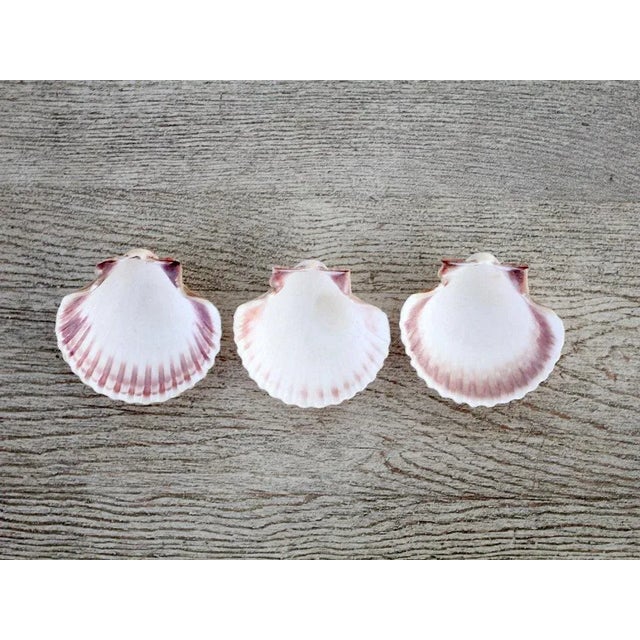 Mexican Cup Shells - Set of 3 For Sale - Image 6 of 6