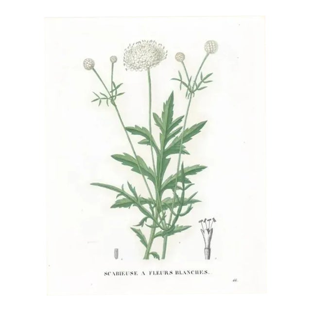 Antique French Handcolored Botanical Engraving For Sale