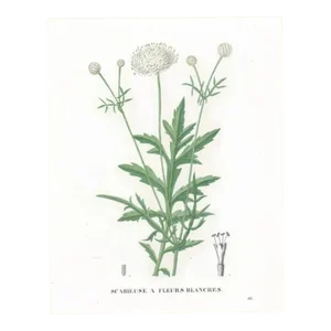 Antique French Handcolored Botanical Engraving
