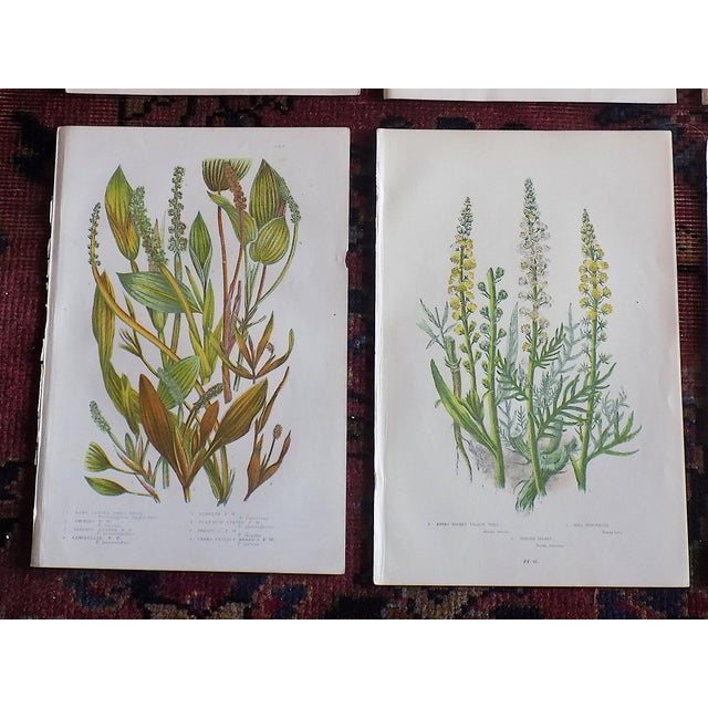 Authentic Antique 19th Century Botanical Lithographs - Set of 12 For Sale - Image 4 of 6