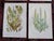 Authentic Antique 19th Century Botanical Lithographs - Set of 12 For Sale - Image 4 of 6