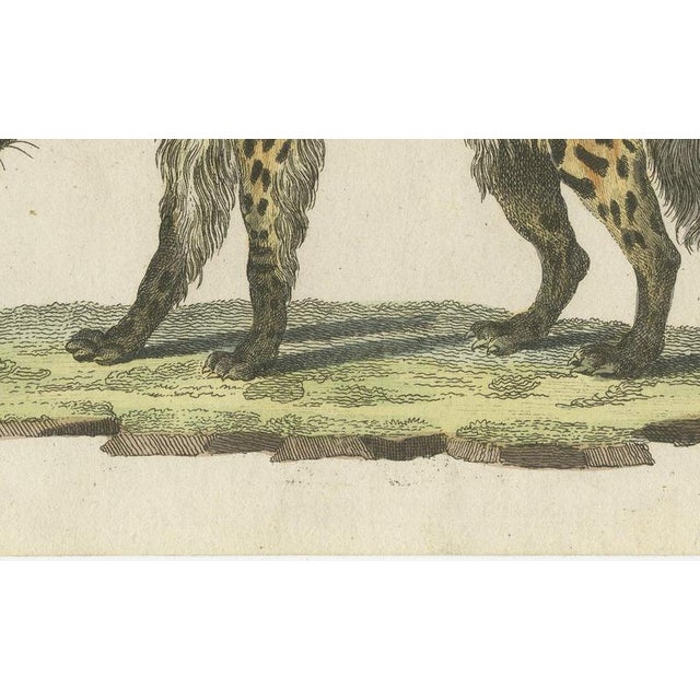 19th Century Bertuch, Cross Fox and Spotted Hyena, 1812, Print For Sale - Image 5 of 12