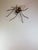 Mid-Century Modern Spider Wall Lamp, 1960s For Sale - Image 6 of 18