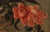 Maestro dei Vasi a Grottesche, Flower Composition in a Renaissance Vase, 17th Century, Oil Painting on Canvas, Framed For Sale - Image 10 of 15