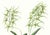 Limited edition reproduction print of one of the most famous botanical works ever produced, "The Orchidaceae of Mexico and...