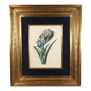 Circle of Georg Dionysius Ehret Iris Watercolor, Mid-18th Century For Sale