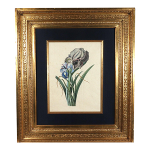 Circle of Georg Dionysius Ehret Iris Watercolor, Mid-18th Century