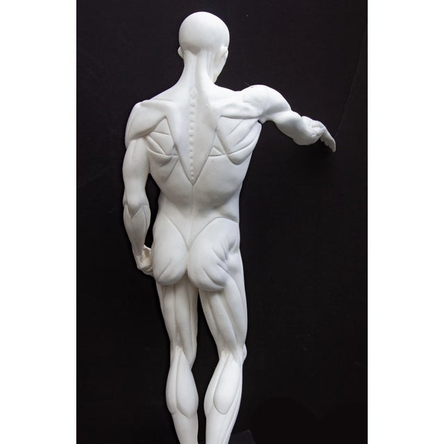 Anatomical Sculpture of Nude Male "L'Ecorche" After Jean Antoine Houdon For Sale - Image 4 of 13