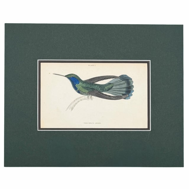 Early 19th Century Antique Hummingbird Print Gallery, Set of 5 | 1833 Hand-Colored Jardine Engravings, Matted For Sale - Image 5 of 6