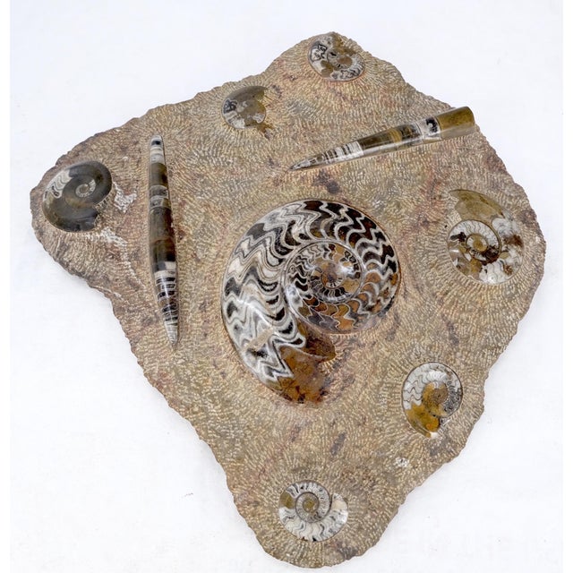 Traditional Large Fossil Cluster Authentic Ammonite Plaque Sculpture For Sale - Image 3 of 12