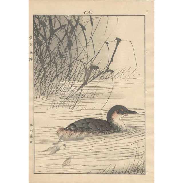Imao Keinen, Little Grebe from Keinen Kacho Gafu, 1892, Woodblock Print For Sale - Image 12 of 13