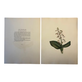 Lovely 19th C. Botanical Color Print on Paper With Genus Biography - Lily Twayblade - Set of 2 For Sale