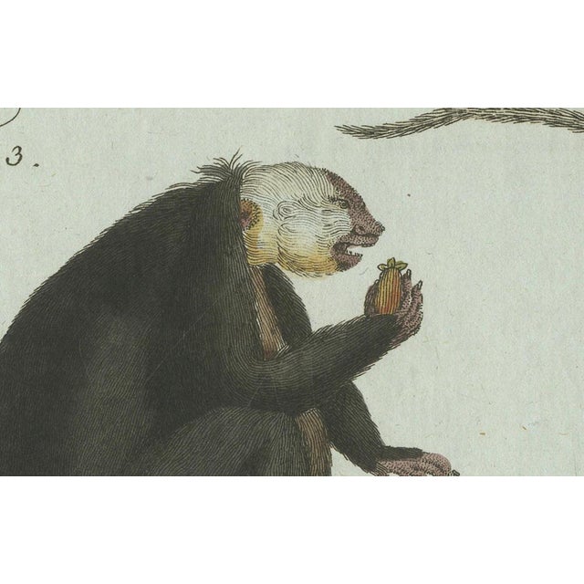 Paper Bertuch, Five Monkeys and Tamarins, 1802, Engraving For Sale - Image 7 of 9