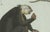 Paper Bertuch, Five Monkeys and Tamarins, 1802, Engraving For Sale - Image 7 of 9