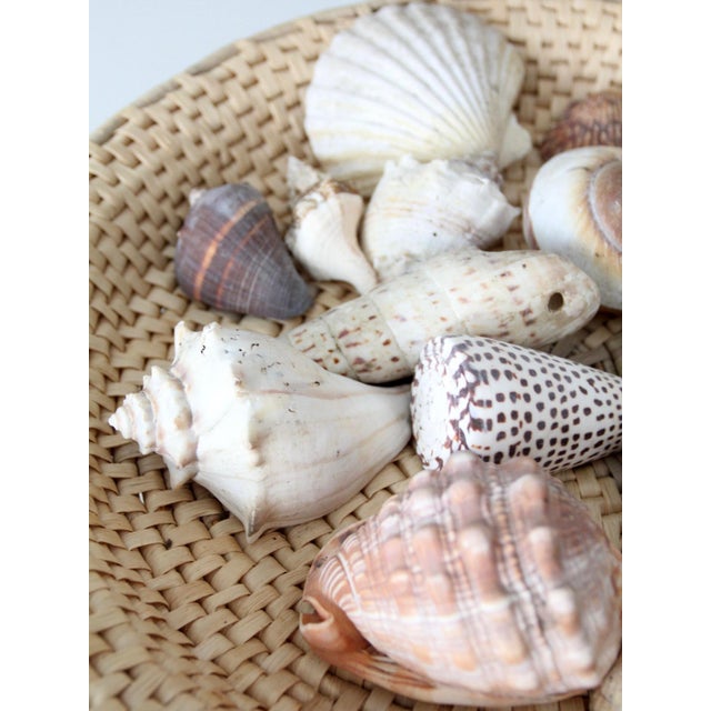 White Vintage Collected Seashell Collection For Sale - Image 8 of 17