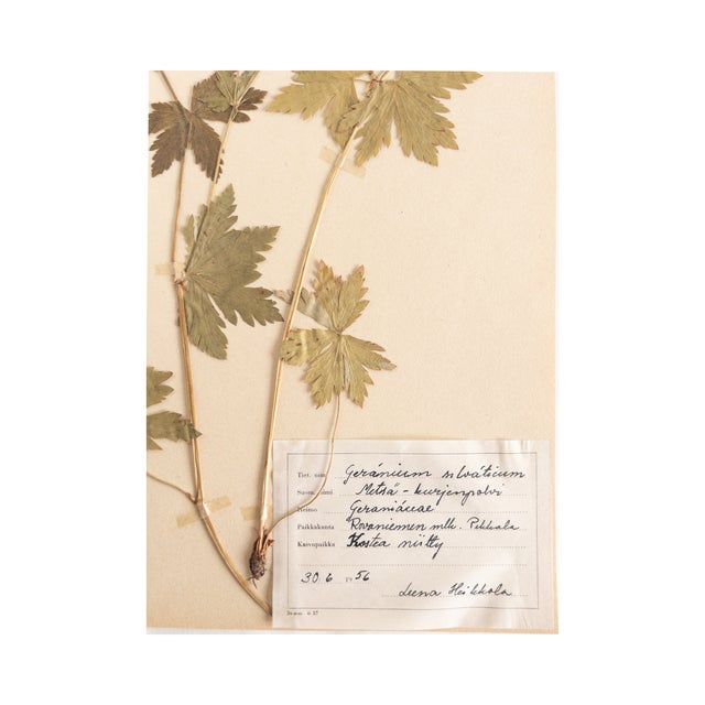 1950s Vintage Swedish Herbarium - Geranium, Circa 1958 For Sale - Image 5 of 5