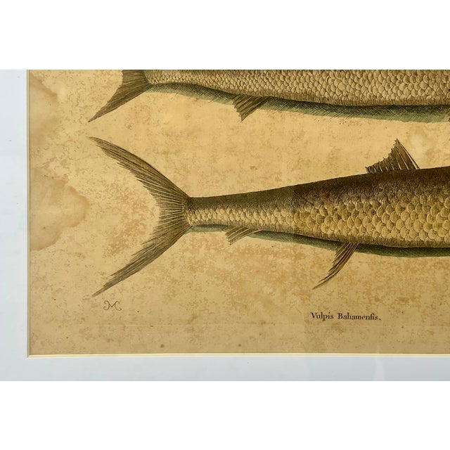 18th Century 18th Century Framed Engravings by Mark Catesby, Set of Nine Natural History Art For Sale - Image 5 of 17