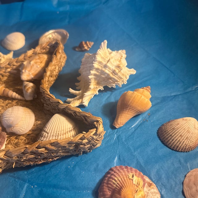 Starfish Woven Basket Filled With Seashells For Sale - Image 12 of 12