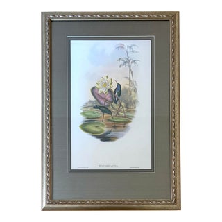 1990s J. Gould Blue-Breasted Sapphire Hummingbird Print, Framed and Matted For Sale