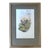 1990s J. Gould Blue-Breasted Sapphire Hummingbird Print, Framed and Matted For Sale