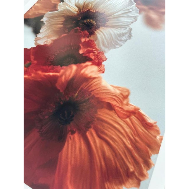 Ugne Pouwell, Orange Poppies No.4, 2024, Photography For Sale - Image 4 of 8