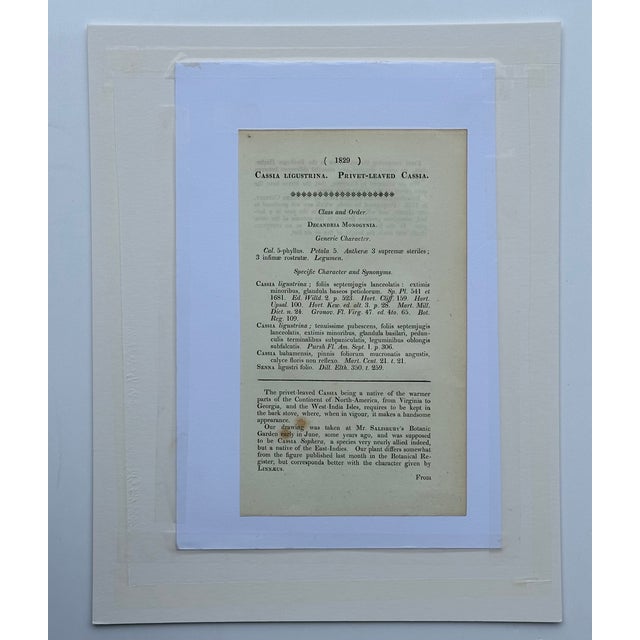 Early 19th Century Cassia, Viburnum and Creeping Violet Phlox Botanicals by Curtis (Set of 3) For Sale - Image 5 of 8