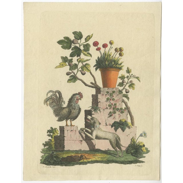 Haas, Illustrations of Various Animals and Ornaments, 1800s, Prints, Set of 5 For Sale - Image 4 of 7