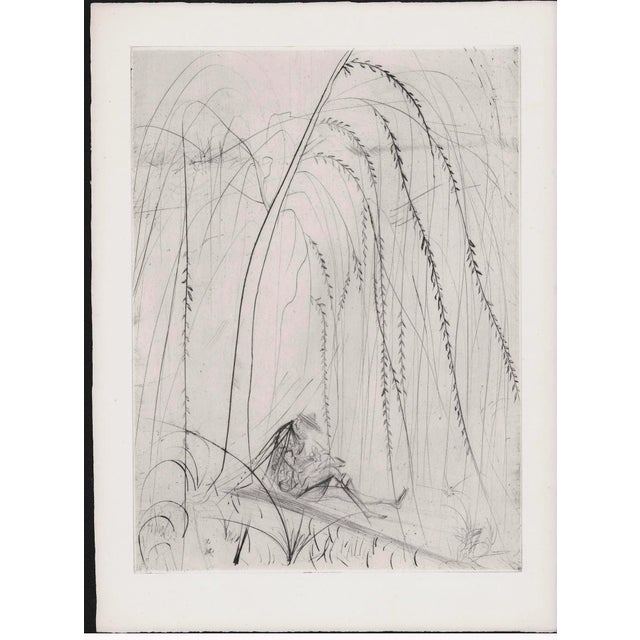 1960s 1960s Salvador Dali Etching From Les Amours De Cassandre Titled "La Saule Pleureur" For Sale - Image 5 of 5