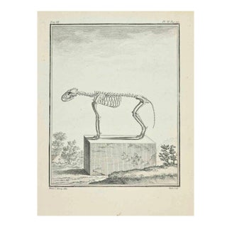 Jean Gullaume Moitte, The Skeleton, Etching, 1771 For Sale