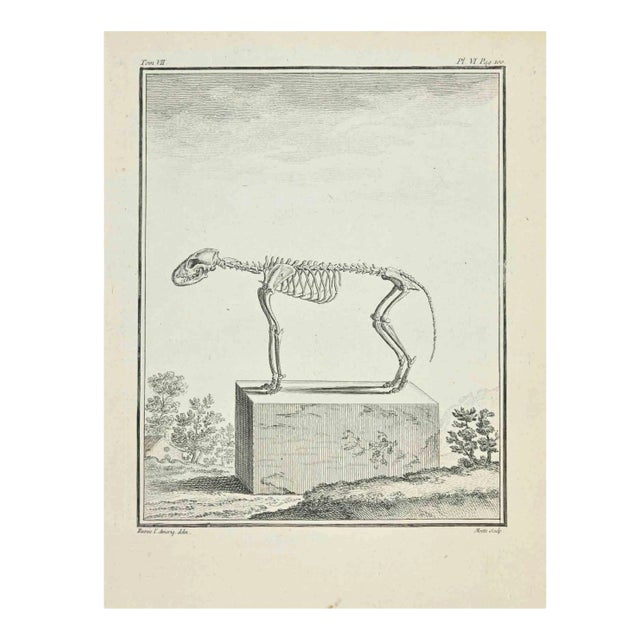 Jean Gullaume Moitte, The Skeleton, Etching, 1771 For Sale