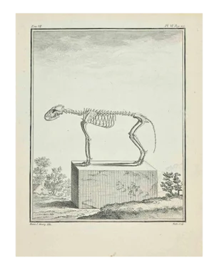 Jean Gullaume Moitte, The Skeleton, Etching, 1771