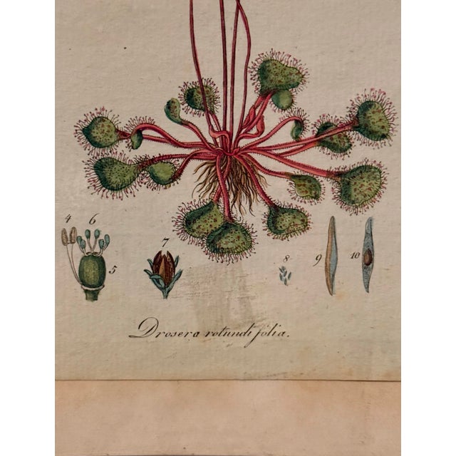 Late 18th Century 1798 Hand-Colored Botanical Engraving of Drosera Rotundifolia (Sundew) by Capieux For Sale - Image 5 of 5