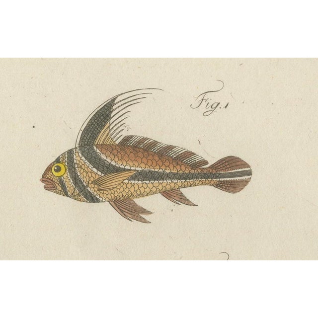 Paper Bertuch, Three Exotic Tropical Fish, c.1800, Engraving For Sale - Image 7 of 10