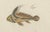 Paper Bertuch, Three Exotic Tropical Fish, c.1800, Engraving For Sale - Image 7 of 10