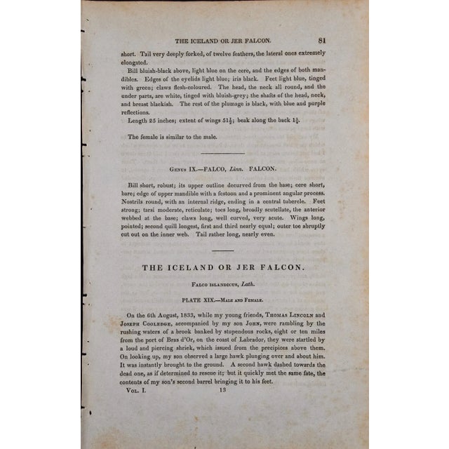 Audubon Iceland or Gyr Falcon: An Original 1st Ed. Audubon Hand-Colored Bird Lithograph, 1840-1844 For Sale In San Francisco - Image 6 of 6