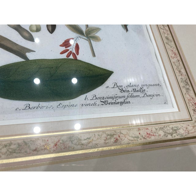 Copper Plated Botanical Engravings From Johann Wilhelm Weinmann‘s Phytanthoza Iconographia Circa 1700s Germany - Set of 4 For Sale - Image 13 of 13